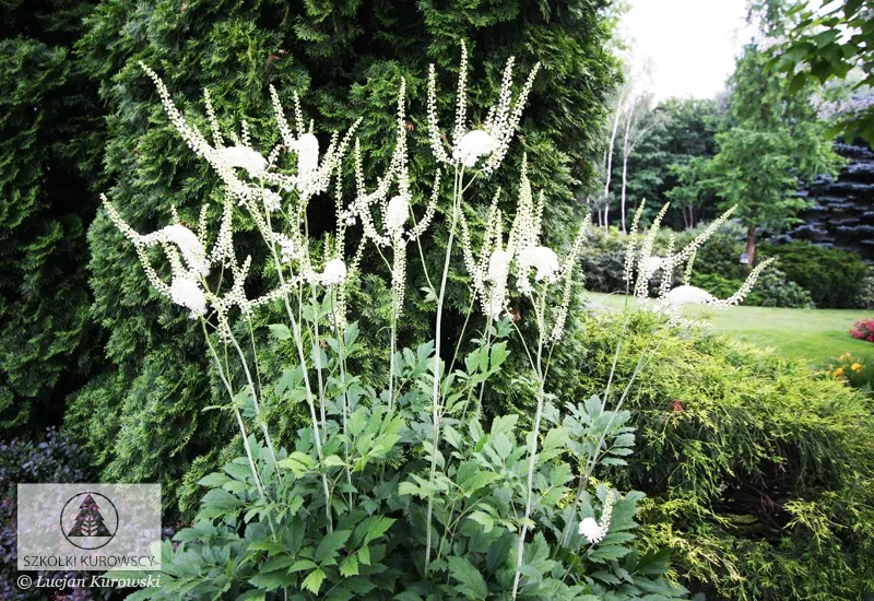Piante perenni