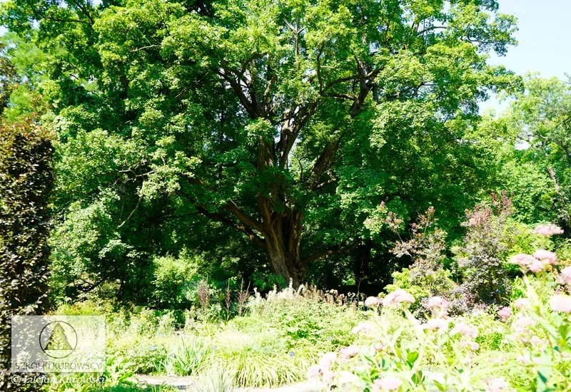 Piante a foglia caduca