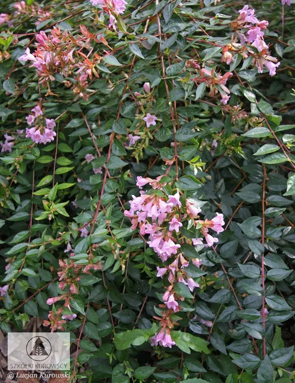 Piante a foglia caduca