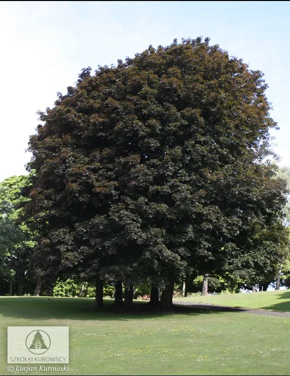 Piante per il verde urbano